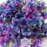A close up of Sweet Pea Blue Shift