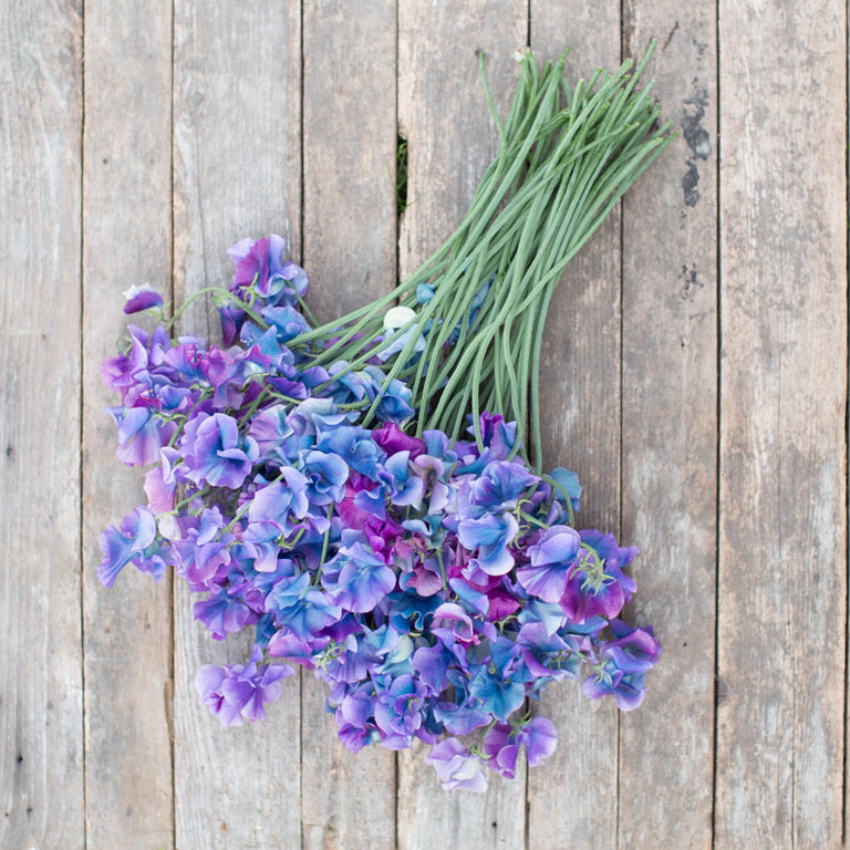 sweet pea flower seeds Sweet Pea Blue Shift – Floret Library