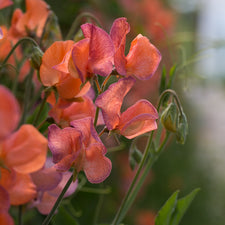 A close up of Sweet Pea Blue Vein