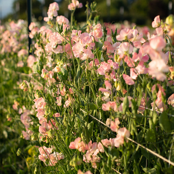Sweet Pea Bobby’s Girl growing in the field