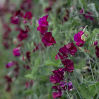 Sweet Pea Burnished Bronze growing in the field