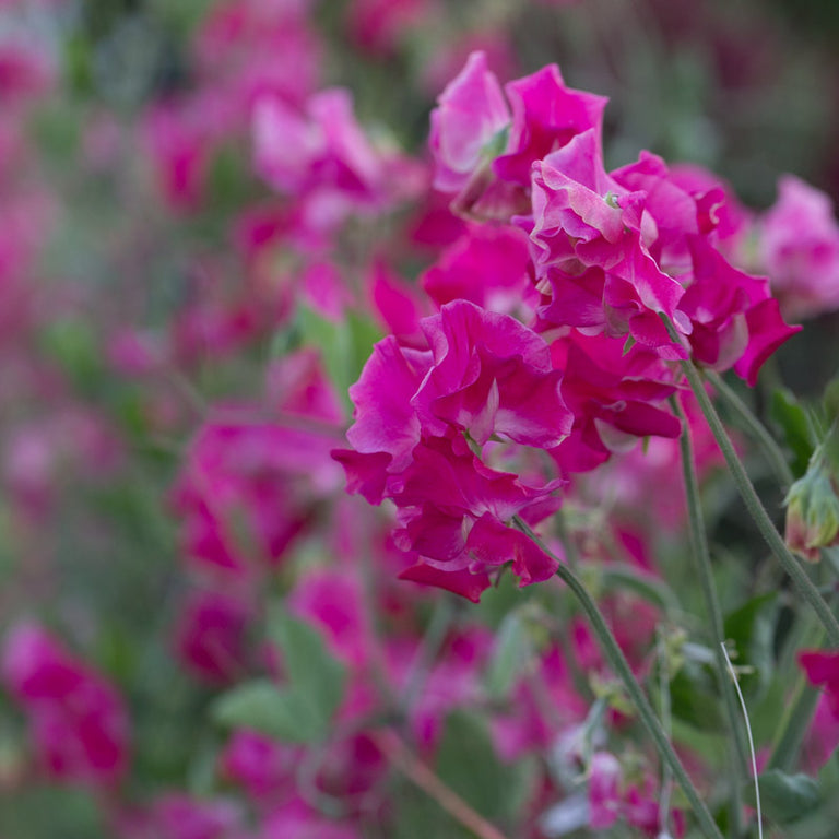 grandmother cut flower garden seed Sweet Pea Grandma Butt – Floret Library