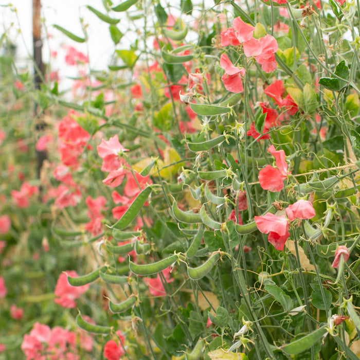 Sweet Pea Hotham Red growing in the field