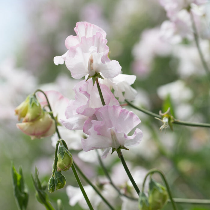 A close up of Sweet Pea Jacqueline Heather