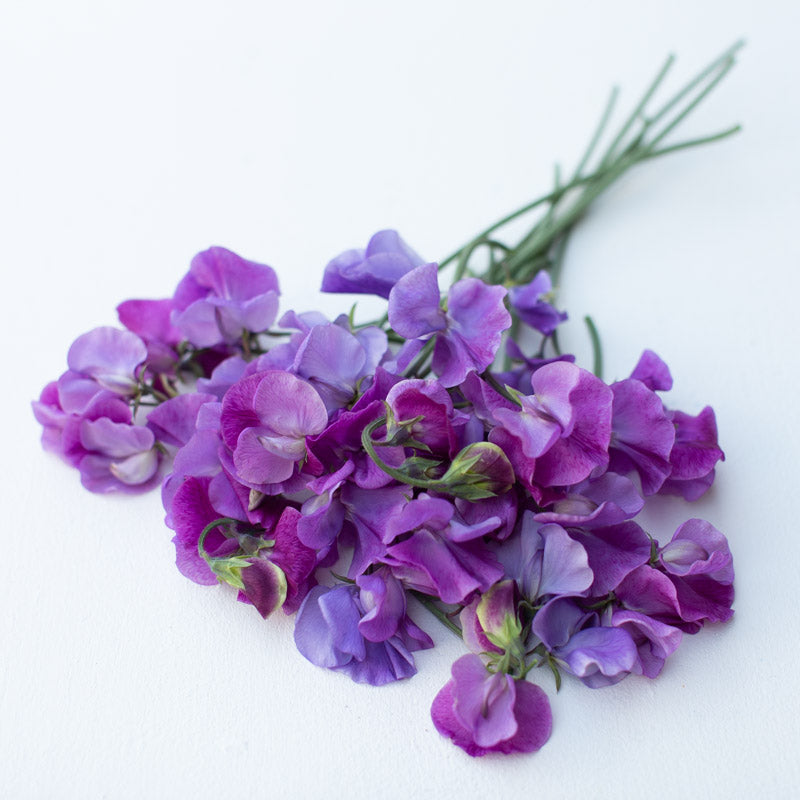 Sweet Pea Karen Louise – Floret Library