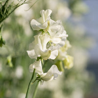 A close up of Sweet Pea Limelight
