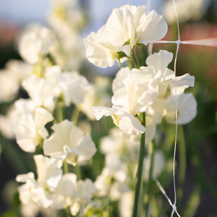 A close up of Sweet Pea Limelight