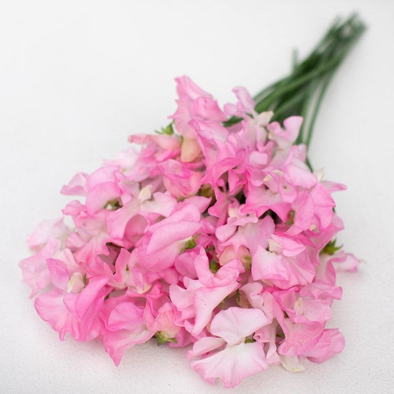 Sweet Pea Patricia Marilyn – Floret Library