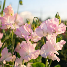 A close up of Sweet Pea Pearl Pink