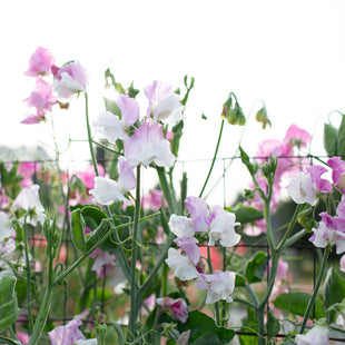 A close up of Sweet Pea Promise