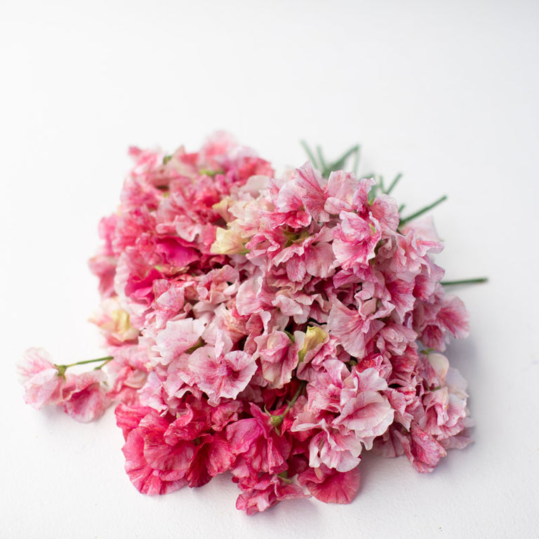 Sweet Pea Raspberry Sweet Pea Raspberry Flake – Floret Library