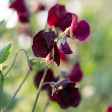 A close up of Sweet Pea Topsy
