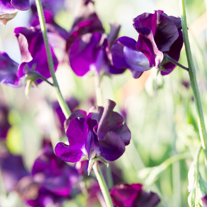 A close up of Sweet Pea Triple G