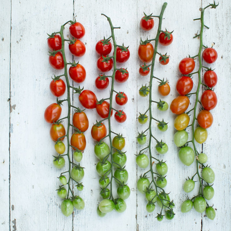 rapunzel plant seeds Tomato Rapunzel – Floret Library