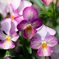 A close up of Viola Gem Pink Antique