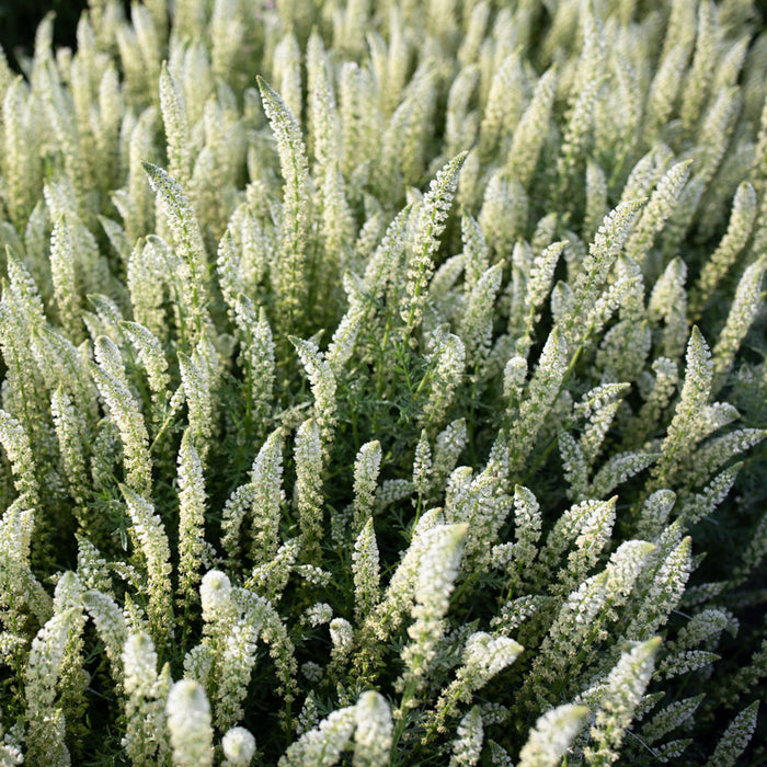 mignonette flower seeds Mignonette White Mignonette – Floret Library