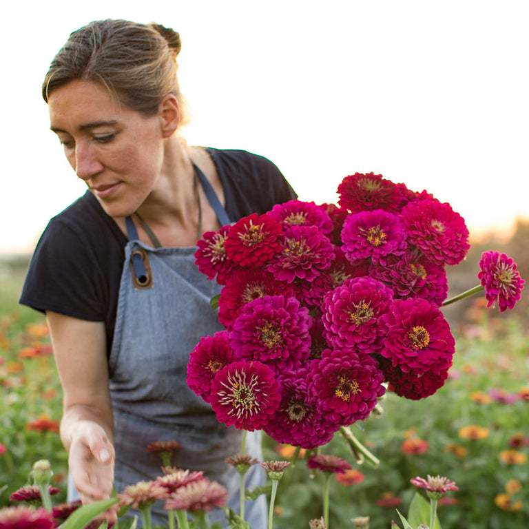 benary flower seeds Zinnia Benary's Giant Wine – Floret Library