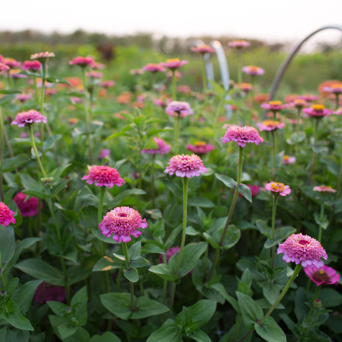 Zinnia Cupcakes Pink growing in the field