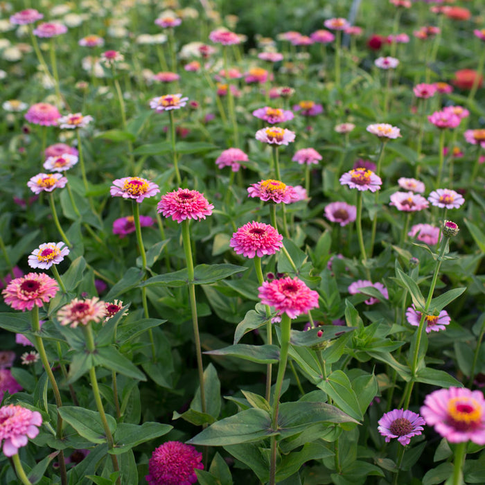 Zinnia Cupcakes Pink growing in the field