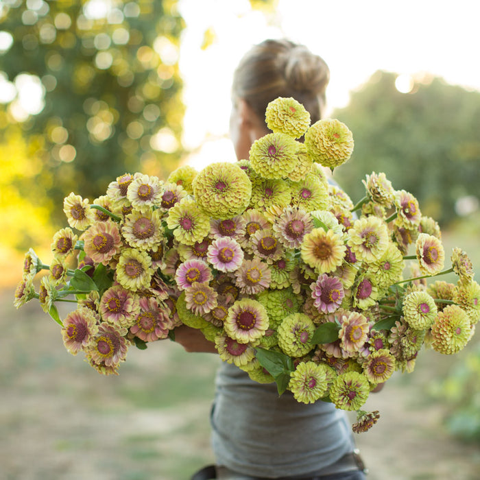 An armload of Zinnia Queen Lime Blush