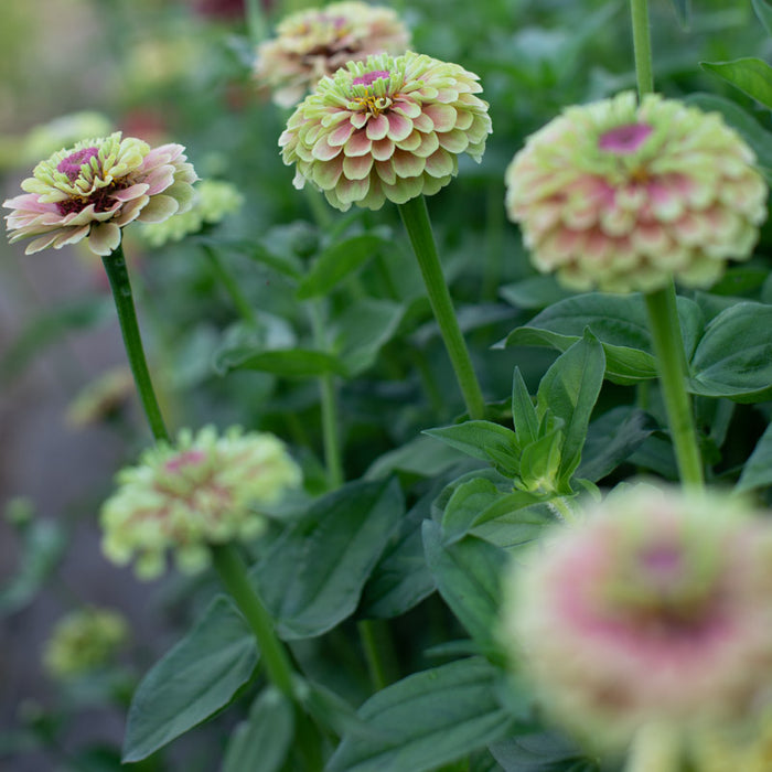 A close up of Zinnia Queen Lime Blush