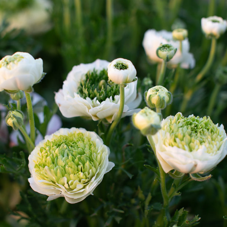 Ranunculus Super Greens Cream – Floret Library