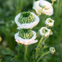 A close up of Ranunculus Super Greens Cream growing in the field