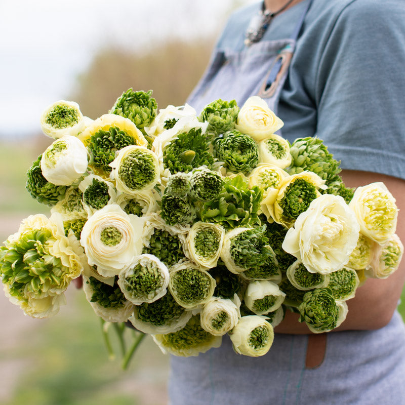 Felicity Ranunculus Ranunculus Super Greens Cream – Floret Library