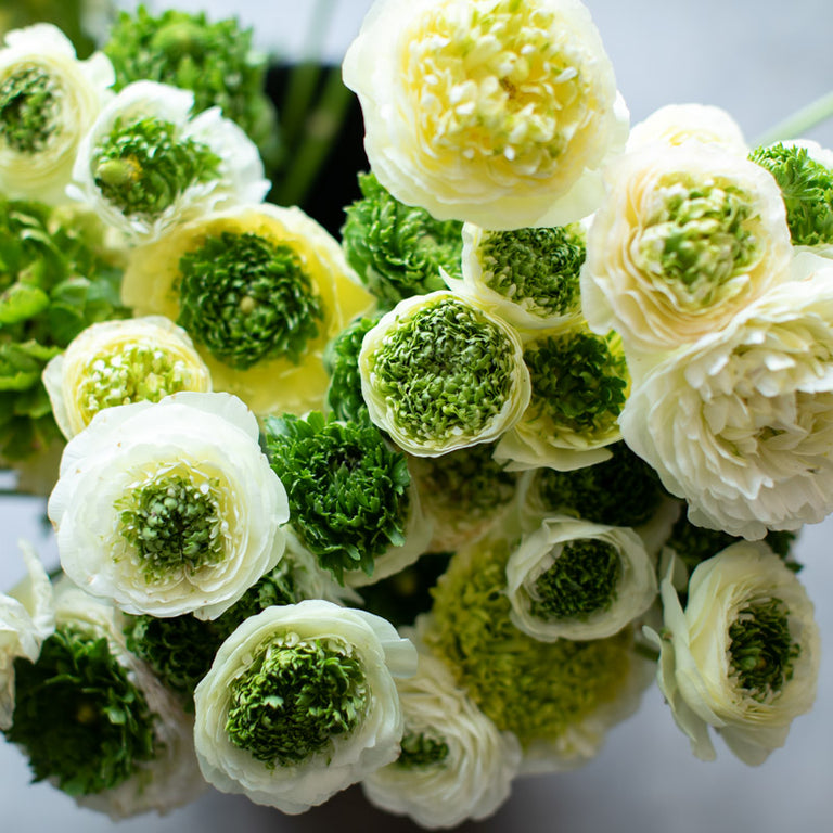 Ranunculus Super Greens Cream – Floret Library