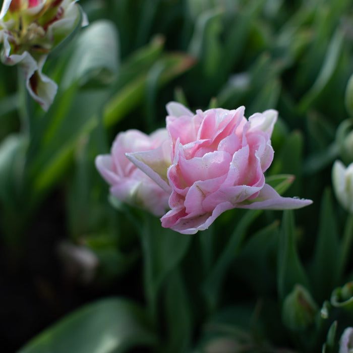 A close up of Tulip Angelique
