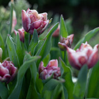 Tulip Wyndham growing in the field