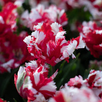 A close up of Tulip Estella Rijnveld
