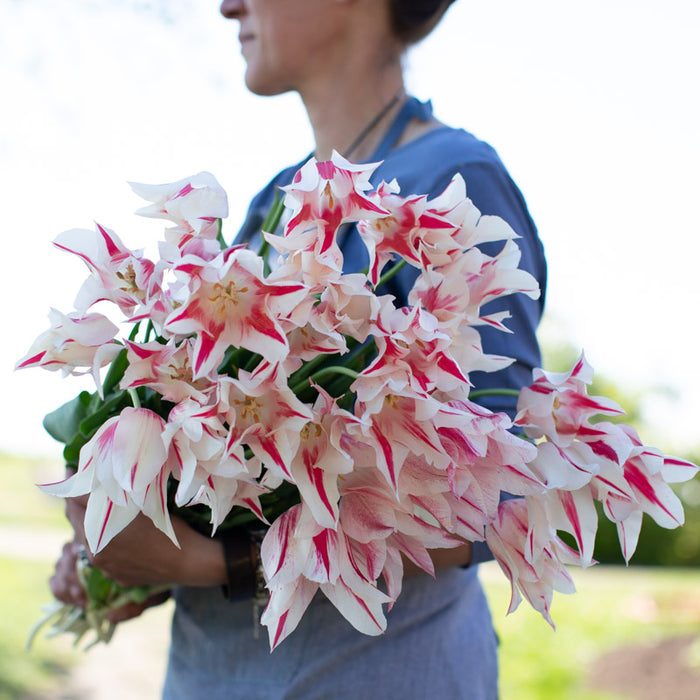 tulip lily flower Tulip Marilyn – Floret Library