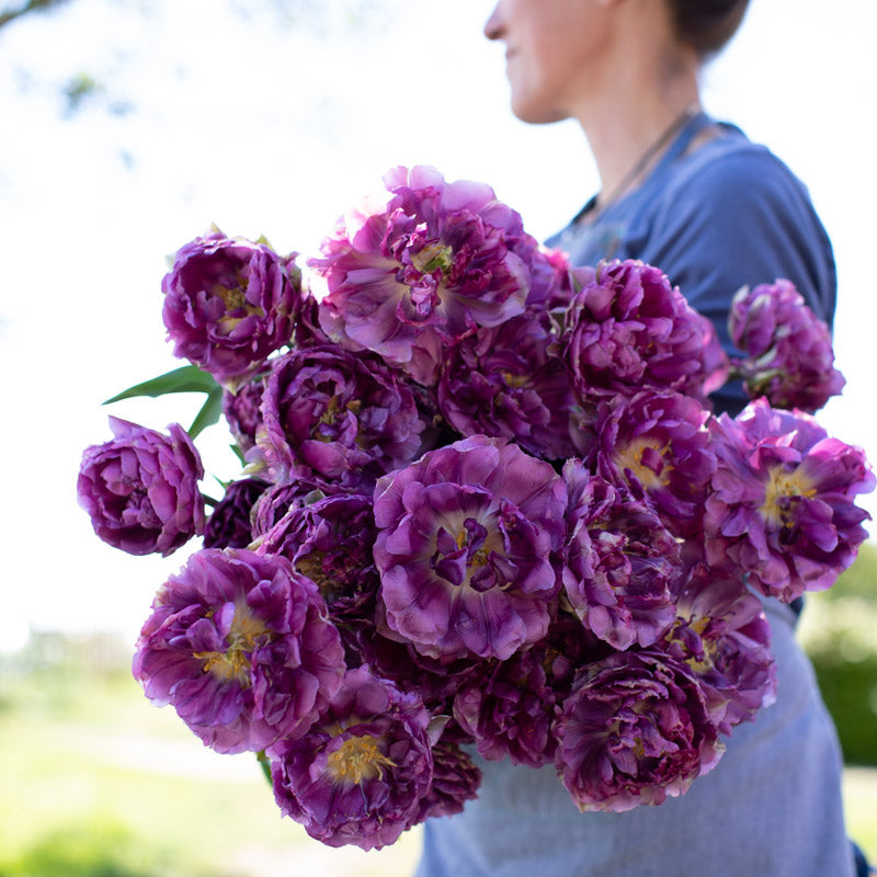 Tulip Pure Passion Floret Library