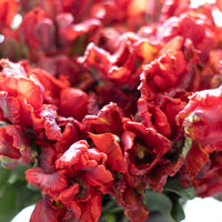 A close up of Tulip Rococo