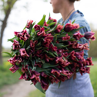 An armload of Tulip Slawa
