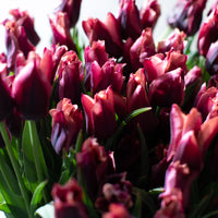 A close up of Tulip Slawa