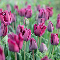 Tulip Victoria’s Secret growing in the field