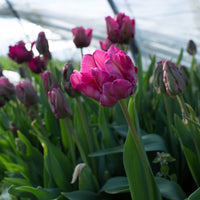 Tulip Victoria's Secret Pink growing in the field