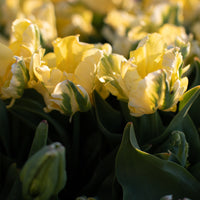 A close up of Tulip Yellow Madonna