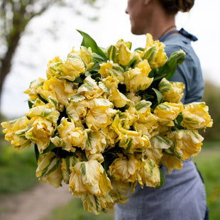 An armload of Tulip Yellow Madonna