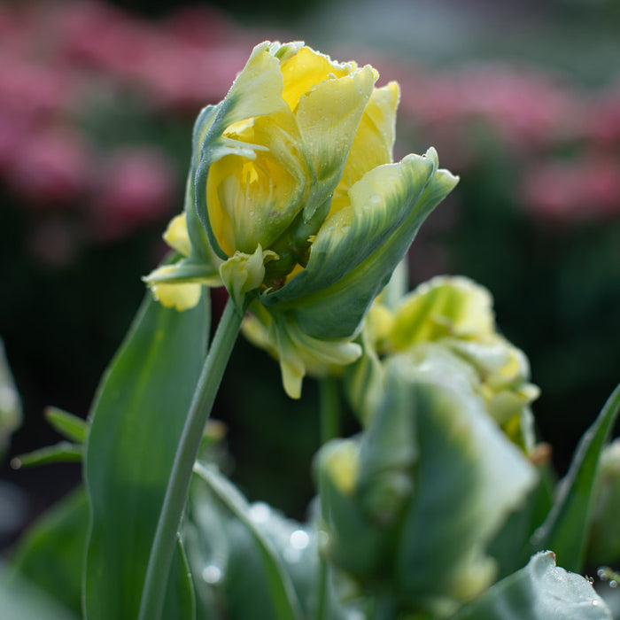 A close up of Tulip Yellow Madonna