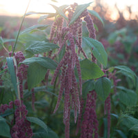 Amaranth Coral Fountain growing in the field
