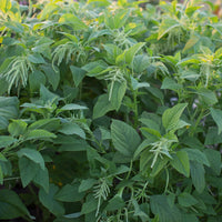 Amaranth Green Tails growing in the field