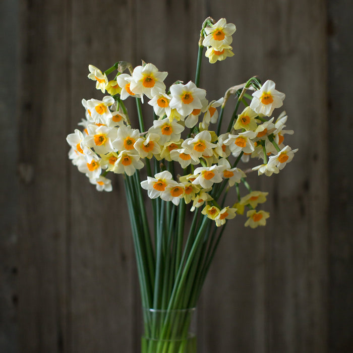 A bouquet of Narcissus Beautiful Eyes