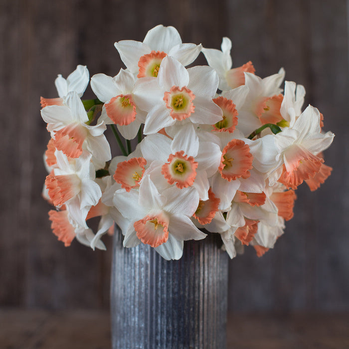 A bouquet of Narcissus Pink Charm