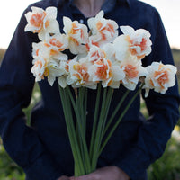 A handful of Narcissus Replete