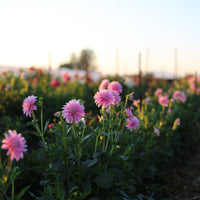 Dahlia Alloway Candy growing in the field
