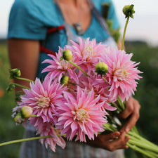 An armload of Dahlia Alloway Candy