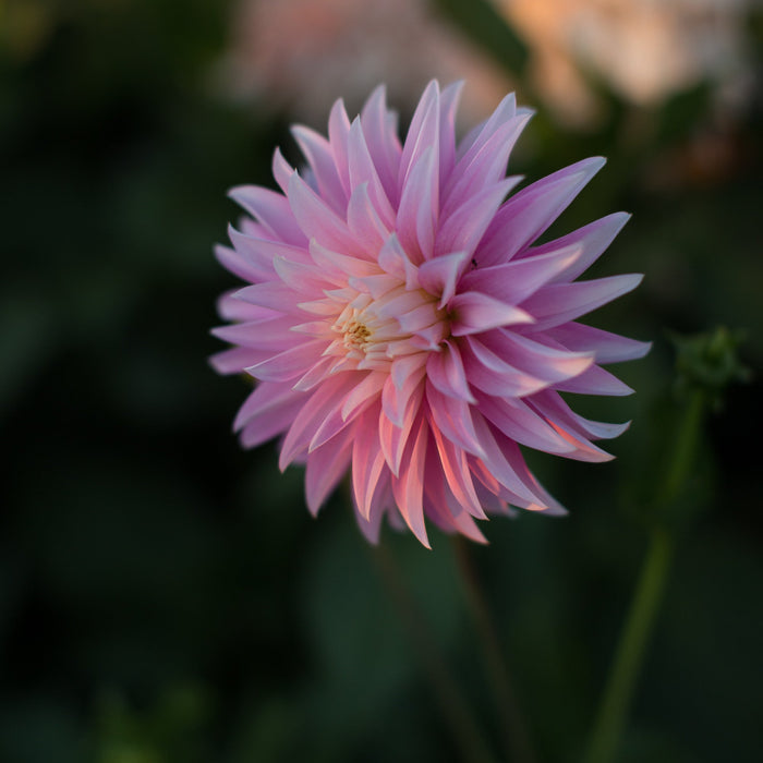 A close up of Dahlia Alloway Candy